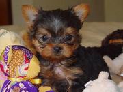 well trained male and female teacup Yorkie puppies for re homing