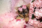 excellent home raised teacup Yorkie Puppies for Adoption
